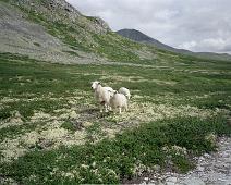 Rondane : Rondane