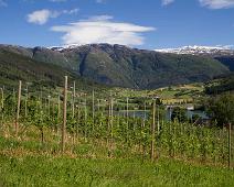 Ulvik : Ulvik