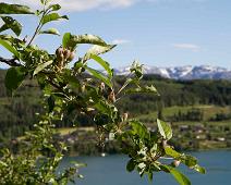 Ulvik : Ulvik