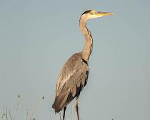 Ardea cinerea, Gray Heron, Gråhegre : Ardea cinerea, Gray Heron, Gråhegre