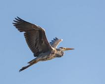 Gråhegre opp i flukt   Ardea cinerea, Gray Heron, Gråhegre, Sauholmen : Ardea cinerea, Gray Heron, Gråhegre, Sauholmen