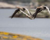 Anser anser, Flukt, Greylag Goose, Grågås : Anser anser, Flukt, Greylag Goose, Grågås