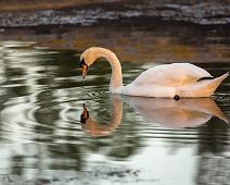 Narsissus   Cygnus olor, Knoppsvane, Mute Swan, Sauholmen : Cygnus olor, Knoppsvane, Mute Swan, Sauholmen