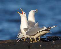 Fiskemåke kor   Fiskemåke, Larus canus, Mew Gull, Sauholmen : Fiskemåke, Larus canus, Mew Gull, Sauholmen