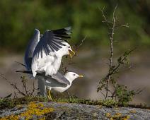 Fiskemåke i parring   Fiskemåke, Larus canus, Mew Gull, Parring, Sauholmen : Fiskemåke, Larus canus, Mew Gull, Parring, Sauholmen