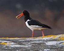 Tjeld med snegle   Eurasian Oystercatcher, Haematopus ostralegus, Sauholmen, Tjeld : Eurasian Oystercatcher, Haematopus ostralegus, Sauholmen, Tjeld