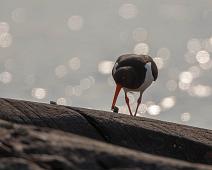 Eurasian Oystercatcher, Haematopus ostralegus, Sauholmen, Tjeld : Eurasian Oystercatcher, Haematopus ostralegus, Sauholmen, Tjeld