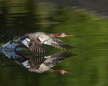 Siland i flukt   Flukt, Mergus serrator, Red-breasted Merganser, Sauholmen, Siland : Flukt, Mergus serrator, Red-breasted Merganser, Sauholmen, Siland