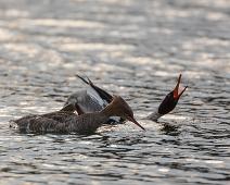Siland par i kurtise   Kurtise, Mergus serrator, Red-breasted Merganser, Sauholmen, Siland : Kurtise, Mergus serrator, Red-breasted Merganser, Sauholmen, Siland