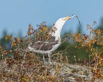 Great Black-backed Gull, Larus marinus, Sauholmen, Svartbak : Great Black-backed Gull, Larus marinus, Sauholmen, Svartbak