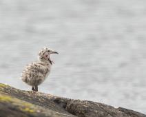 Sulten Svartbakunge   Great Black-backed Gull, Larus marinus, Pull, Sauholmen, Svartbak : Great Black-backed Gull, Larus marinus, Pull, Sauholmen, Svartbak