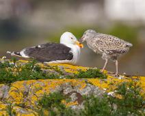 Great Black-backed Gull, Larus marinus, Sauholmen, Svartbak : Great Black-backed Gull, Larus marinus, Sauholmen, Svartbak