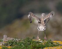 Great Black-backed Gull, Larus marinus, Sauholmen, Svartbak : Great Black-backed Gull, Larus marinus, Sauholmen, Svartbak
