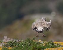 Great Black-backed Gull, Larus marinus, Sauholmen, Svartbak : Great Black-backed Gull, Larus marinus, Sauholmen, Svartbak