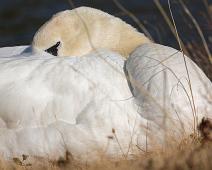 Cygnus olor, Knoppsvane, Mute Swan, Sauholmen : Cygnus olor, Knoppsvane, Mute Swan, Sauholmen