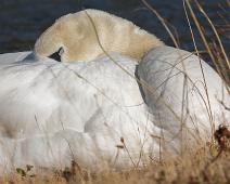 Cygnus olor, Knoppsvane, Mute Swan, Sauholmen : Cygnus olor, Knoppsvane, Mute Swan, Sauholmen