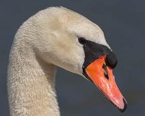 Cygnus olor, Knoppsvane, Mute Swan, Sauholmen : Cygnus olor, Knoppsvane, Mute Swan, Sauholmen