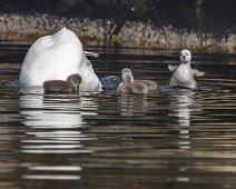 Cygnus olor, Knoppsvane, Mute Swan, Sauholmen : Cygnus olor, Knoppsvane, Mute Swan, Sauholmen