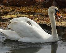 Cygnus olor, Knoppsvane, Mute Swan, Sauholmen : Cygnus olor, Knoppsvane, Mute Swan, Sauholmen
