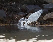 Ardea cinerea, Gray Heron, Gråhegre, Sauholmen : Ardea cinerea, Gray Heron, Gråhegre, Sauholmen