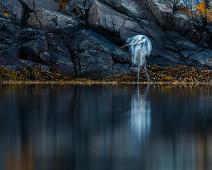 Ardea cinerea, Gray Heron, Gråhegre, Sauholmen : Ardea cinerea, Gray Heron, Gråhegre, Sauholmen