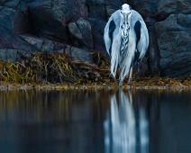Ardea cinerea, Gray Heron, Gråhegre, Sauholmen : Ardea cinerea, Gray Heron, Gråhegre, Sauholmen