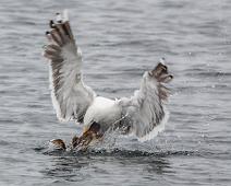 Great Black-backed Gull, Kill, Larus marinus, Mergus serrator, Red-breasted Merganser, Sauholmen, Siland, Svartbak : Great Black-backed Gull, Kill, Larus marinus, Mergus serrator, Red-breasted Merganser, Sauholmen, Siland, Svartbak