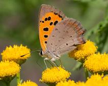Ildgullvinge, Lycaena phlaeas, Sauholmen : Ildgullvinge, Lycaena phlaeas, Sauholmen