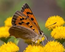 Ildgullvinge, Lycaena phlaeas, Sauholmen : Ildgullvinge, Lycaena phlaeas, Sauholmen