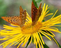 Aremark, Argynnis paphia, Keiserkåpe, Vassbrekka : Aremark, Argynnis paphia, Keiserkåpe, Vassbrekka