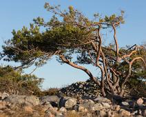 Mølen : Mølen