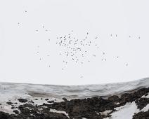 Alkekonge, Alle alle, Little Auk : Alkekonge, Alle alle, Little Auk