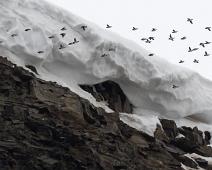 Alkekonge, Alle alle, Little Auk : Alkekonge, Alle alle, Little Auk