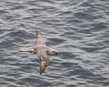 Fulmarus glacialis, Havhest (EN), Northern Fulmar : Fulmarus glacialis, Havhest (EN), Northern Fulmar