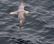 Fulmarus glacialis, Havhest (EN), Northern Fulmar : Fulmarus glacialis, Havhest (EN), Northern Fulmar
