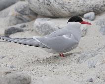 Arctic Tern, Gravneset, Norge, Rødnebbterne, Sterna paradisaea, Svalbard : Arctic Tern, Gravneset, Norge, Rødnebbterne, Sterna paradisaea, Svalbard
