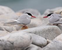 Arctic Tern, Gravneset, Norge, Rødnebbterne, Sterna paradisaea, Svalbard : Arctic Tern, Gravneset, Norge, Rødnebbterne, Sterna paradisaea, Svalbard
