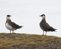Gravneset, Norge, Parasitic Jaeger, Stercorarius parasiticus, Svalbard, Tyvjo (VU) : Gravneset, Norge, Parasitic Jaeger, Stercorarius parasiticus, Svalbard, Tyvjo (VU)