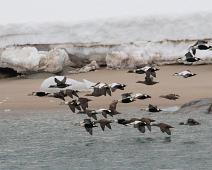 Praktærfugl   King Eider, Praktærfugl, Somateria spectabilis : King Eider, Praktærfugl, Somateria spectabilis