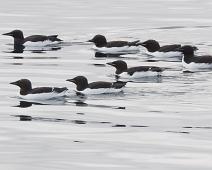 Polarlomvi (CR), Thick-billed Murre, Uria lomvia : Polarlomvi (CR), Thick-billed Murre, Uria lomvia