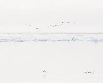 Polarlomvi (CR), Thick-billed Murre, Uria lomvia : Polarlomvi (CR), Thick-billed Murre, Uria lomvia