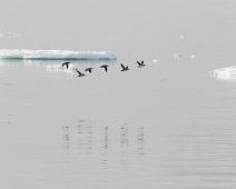 Polarlomvi (CR), Thick-billed Murre, Uria lomvia : Polarlomvi (CR), Thick-billed Murre, Uria lomvia