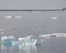 Polarlomvi (CR), Thick-billed Murre, Uria lomvia : Polarlomvi (CR), Thick-billed Murre, Uria lomvia