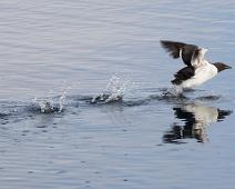 Polarlomvi (CR), Thick-billed Murre, Uria lomvia : Polarlomvi (CR), Thick-billed Murre, Uria lomvia