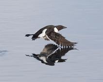 Polarlomvi   Polarlomvi (CR), Thick-billed Murre, Uria lomvia : Polarlomvi (CR), Thick-billed Murre, Uria lomvia