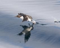 Polarlomvi (CR), Thick-billed Murre, Uria lomvia : Polarlomvi (CR), Thick-billed Murre, Uria lomvia