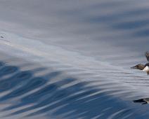 Polarlomvi (CR), Thick-billed Murre, Uria lomvia : Polarlomvi (CR), Thick-billed Murre, Uria lomvia