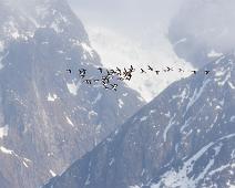 Polarlomvi (CR), Thick-billed Murre, Uria lomvia : Polarlomvi (CR), Thick-billed Murre, Uria lomvia