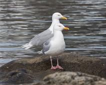 Polarmåke par Svalbard   Glaucous Gull, Larus hyperboreus, Norge, Polarmåke, Sallyhavna, Svalbard : Glaucous Gull, Larus hyperboreus, Norge, Polarmåke, Sallyhavna, Svalbard