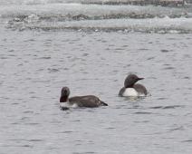 6425 Loons - Lommer, Gavia stellata, Gaviidae, Norge, Ny-Ålesund, Red-throated Loon, Smålom, Svalbard : 6425 Loons - Lommer, Gavia stellata, Gaviidae, Norge, Ny-Ålesund, Red-throated Loon, Smålom, Svalbard